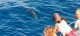 Pelagos: the cetacean sanctuary
